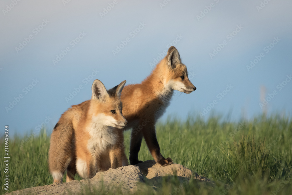 Fox kits looking at something interesting in the distance.