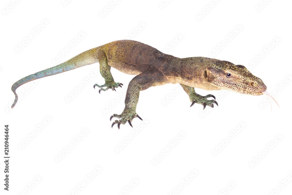 Halmahera monitor (Varanus yuwonoi)