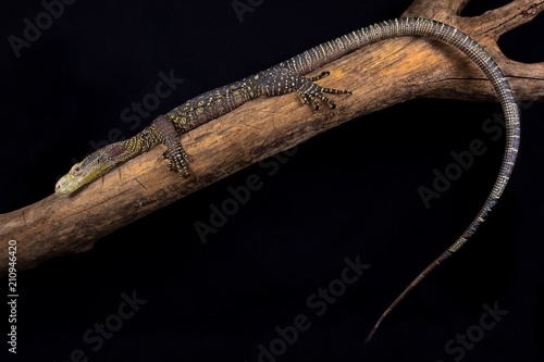 Crocodile monitor (Varanus salvadorii)