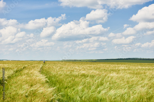 young wheat field as background  bright sun  beautiful summer landscape