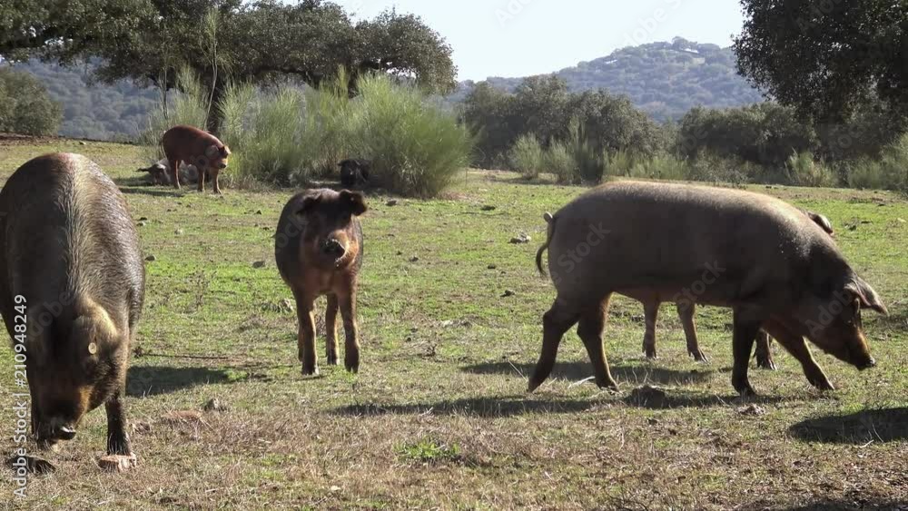 4K, Black Iberian pigs grazing through the oak trees in grassland Extremadura. Spain dehesa landscape. Spanish hogs in field a day of winter. Agricultural farm-Dan 4K, Black Iberian pigs grazing through the oak trees in grassland Extremadura. Spain dehesa landscape. Spanish hogs in field a day of winter. Agricultural farm-Dan