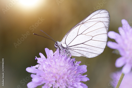 Behang Schmetterling (aporia crataegi)