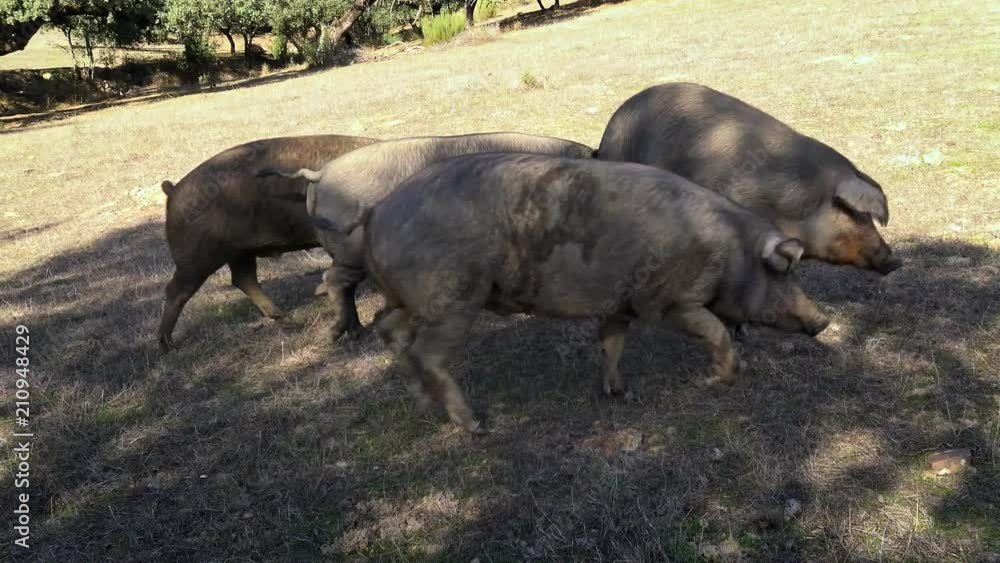 4K, Black Iberian pigs grazing through the oak trees in grassland Extremadura. Spain dehesa landscape. Spanish hogs in field a day of winter. Agricultural farm-Dan 4K, Black Iberian pigs grazing through the oak trees in grassland Extremadura. Spain dehesa landscape. Spanish hogs in field a day of winter. Agricultural farm-Dan