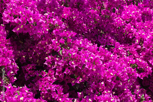 Wallpaper Mural Closeup of Bougainvillea flowers Torontodigital.ca