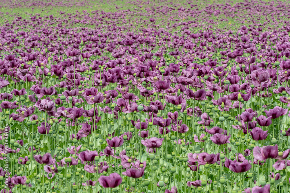 Purple poppy blossoms in a field. (Papaver somniferum). Poppies, agricultural crop.