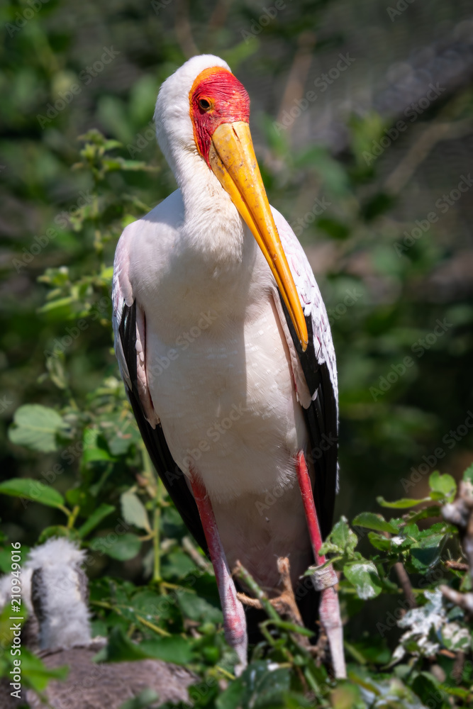 Fototapeta premium White stork (mycteria cinerea) in Bird's nest.