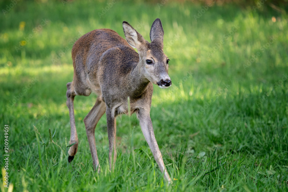 Running doe deer in grass, Capreolus capreolus. Wild roe deer in spring nature. Running doe deer in grass, Capreolus capreolus. Wild roe deer in spring nature.