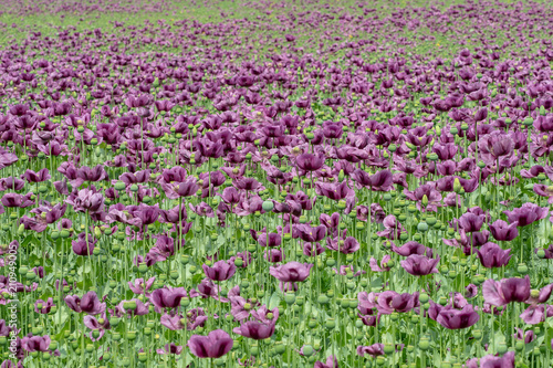 Purple poppy blossoms in a field. (Papaver somniferum). Poppies, agricultural crop.