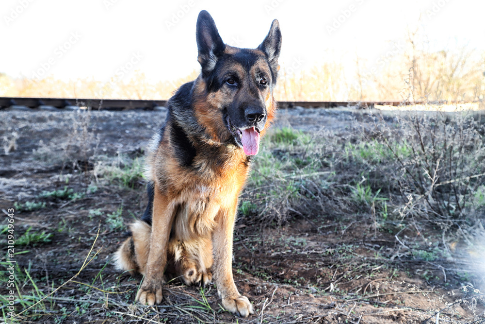 Dog German Shepherd outdoors in a summer Dog German Shepherd outdoors in a summer