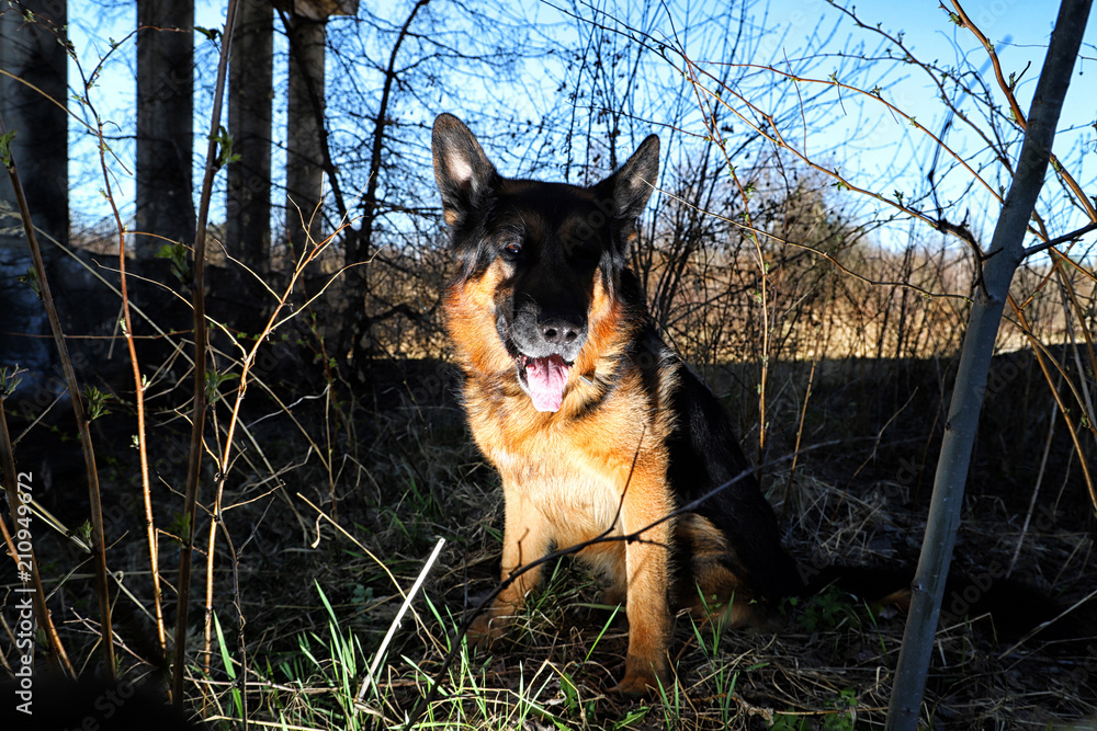 Dog German Shepherd outdoors in a summer Dog German Shepherd outdoors in a summer