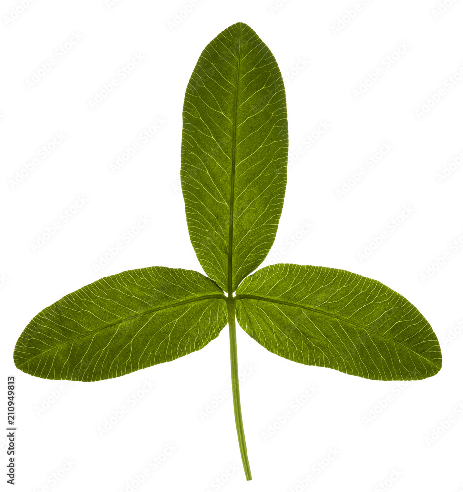 Isolated trefoil on white background Isolated trefoil on white background