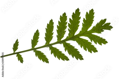 Isolated composite leaf on white background