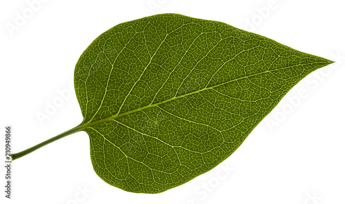 Isolated leaf of lilac on white background