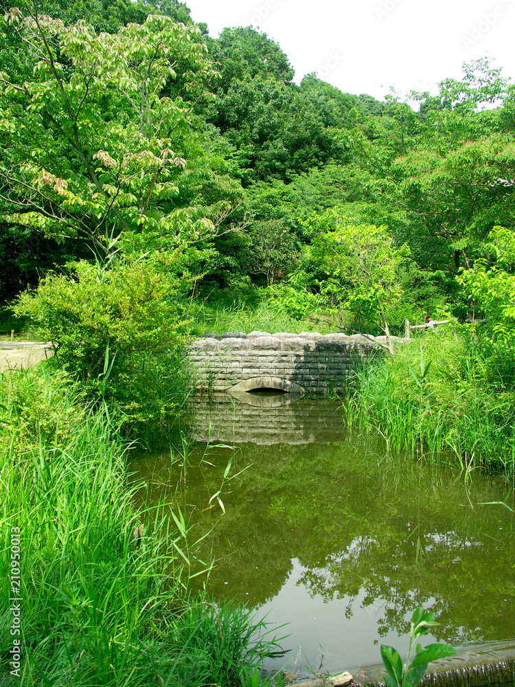 Obraz premium 橋のある新緑の風景