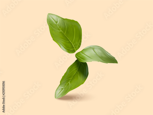 Fresh green basil leaves