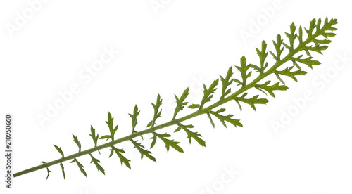 Isolated composite leaf on white background