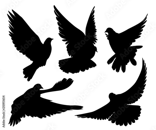 black pigeons silhouette