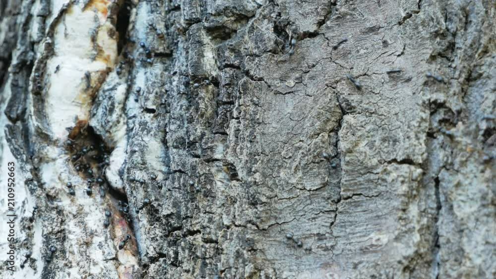 Formicary in old tree. Thousands of black forest ants work Formicary in old tree. Thousands of black forest ants work