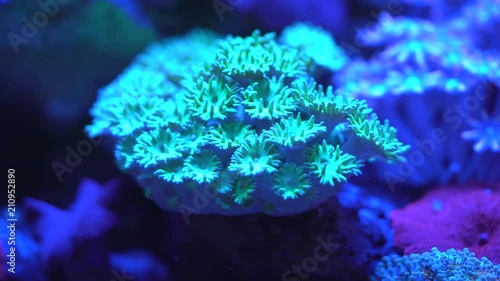 close up of trumpet coral photo