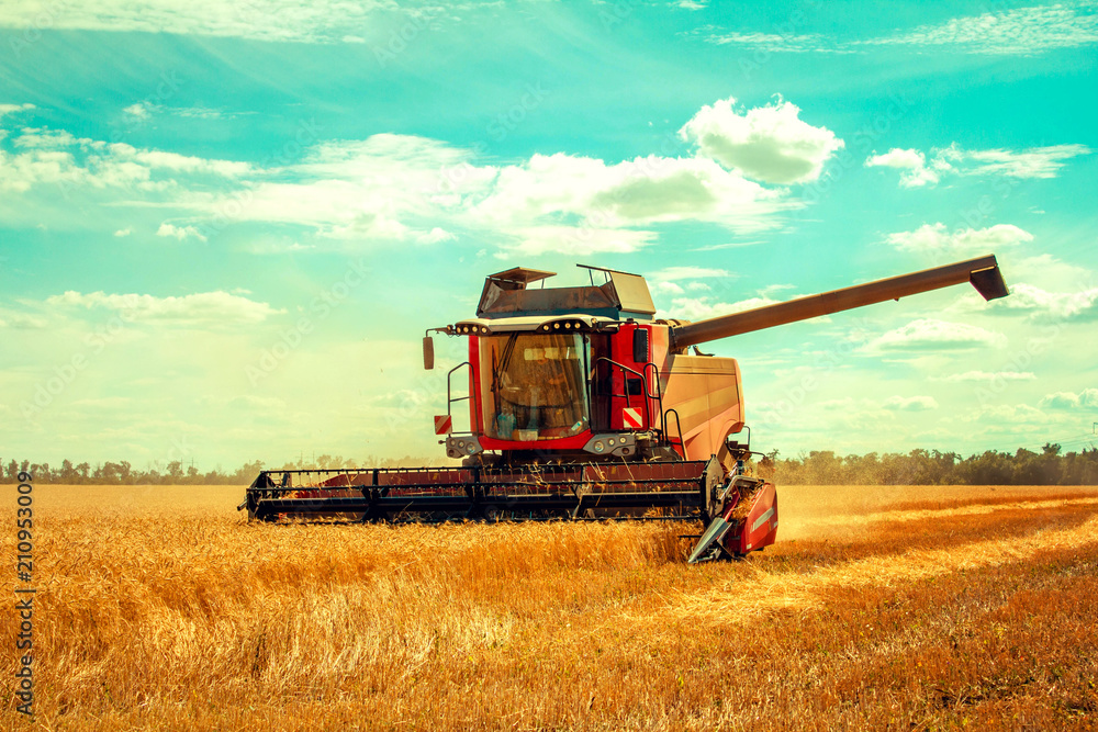 Fototapeta premium harvester harvests wheat on field, and blue sky