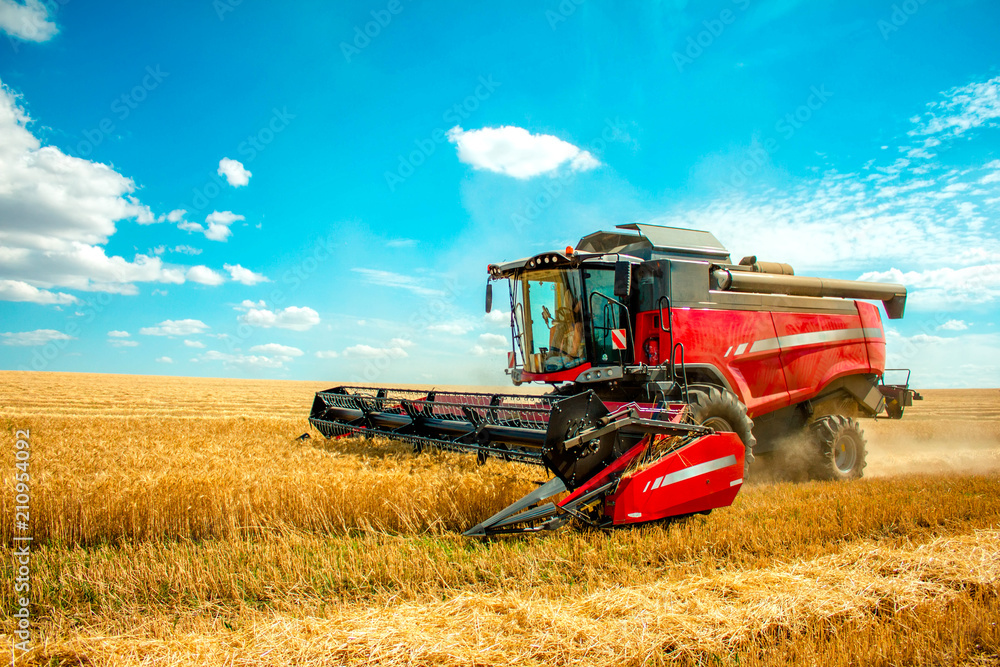 Obraz premium harvester harvests wheat on field, and blue sky