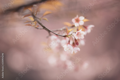 Cherry blossom flowers   sakura flowers in pink background vintage style