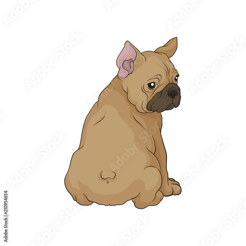 Cute boston terrier sitting and looking back. Puppy with wrinkled muzzle and short brown coat. Small domestic dog. Cartoon vector icon