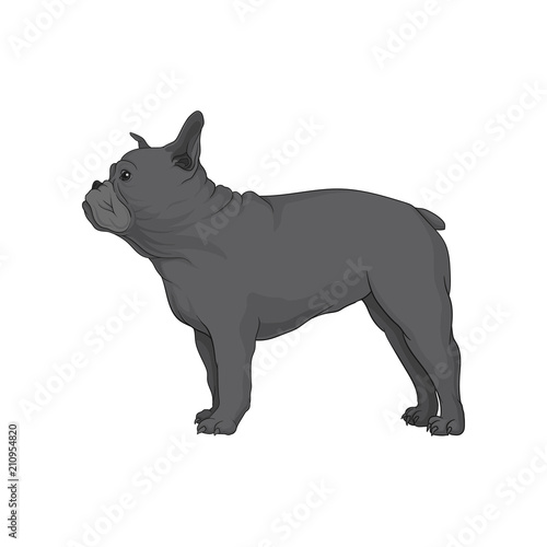 Gray boston terrier in pose. Dog with wrinkled muzzle. Cute home pet. Cartoon vector element for banner or poster of zoo store
