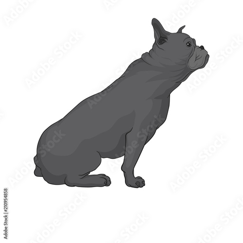Cartoon vector drawing of boston terrier, side view. Small dog with wrinkled muzzle and gray smooth coat