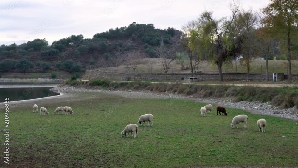 4K, Sheeps enjoying in the pastures near to a lake of Extremadura, Spain landscape. Spanish lamb eating grass in field a day of winter. Beautiful grassland at an agricultural farm-Dan 4K, Sheeps enjoying in the pastures near to a lake of Extremadura, Spain landscape. Spanish lamb eating grass in field a day of winter. Beautiful grassland at an agricultural farm-Dan