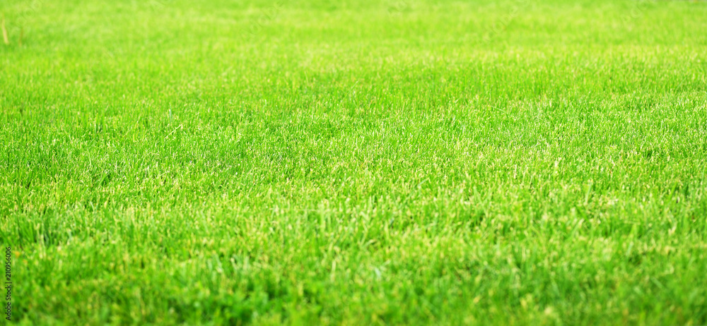 Fototapeta Zielony fileld trawy