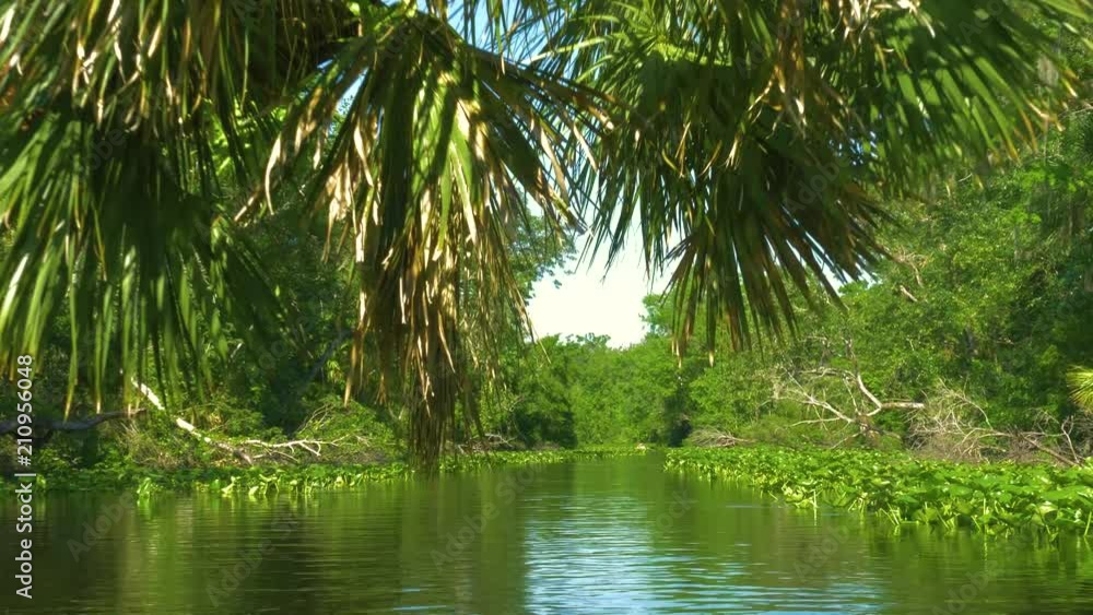 River flows through the rainforest in the jungle. Tropical Rainforest Landscape. Tropical river with forest on the banks. Tropical river, jungle. Camera moves above the surface of the water. 4K. River flows through the rainforest in the jungle. Tropical Rainforest Landscape. Tropical river with forest on the banks. Tropical river, jungle. Camera moves above the surface of the water. 4K.