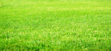 Green fileld of grass