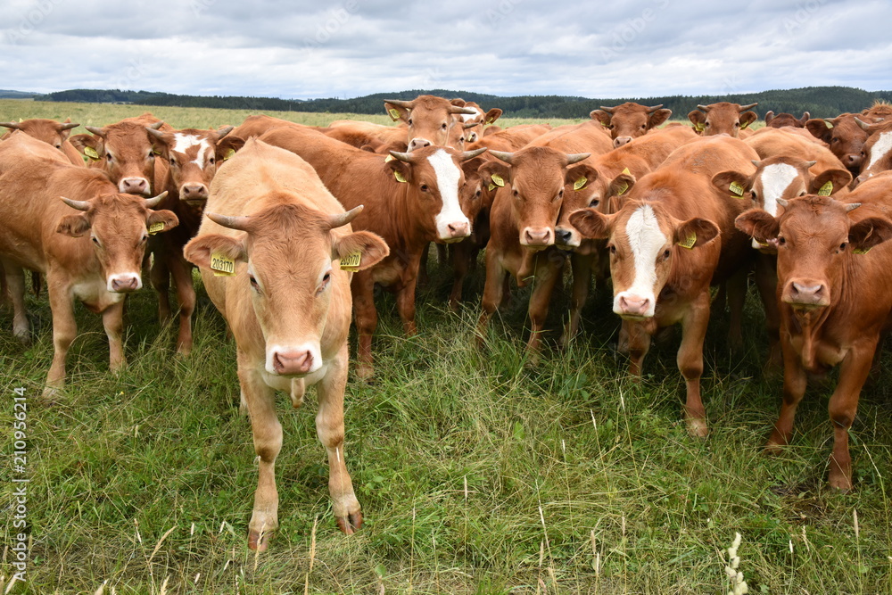 A herd of photogenic heifers on grazing