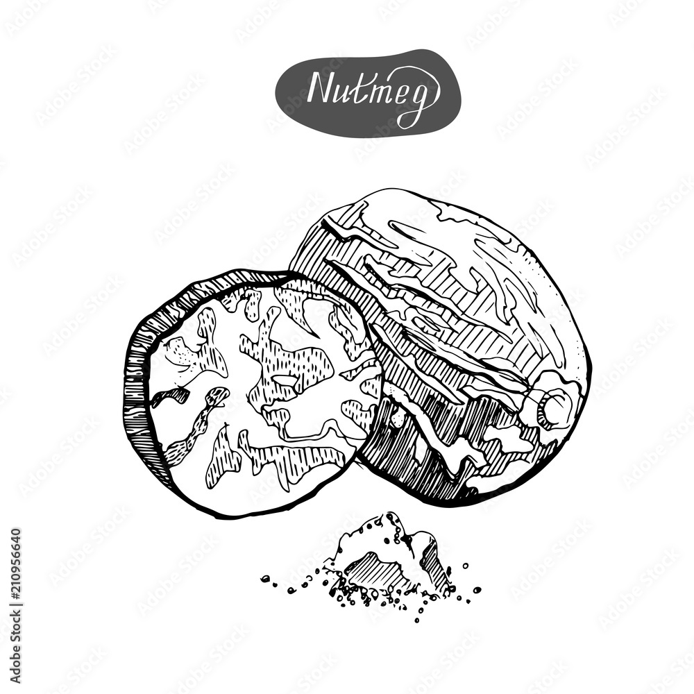 Nutmeg. Hand drawn vector illustration.Kitchen spices.