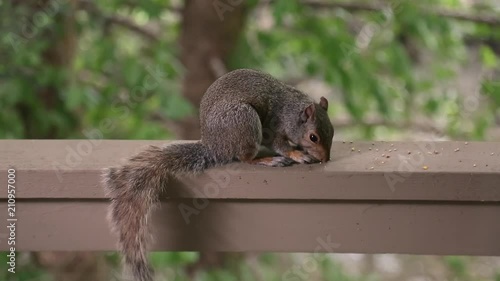 Wallpaper Mural A Squirrel eats birdseed that has fallen above a deck Torontodigital.ca