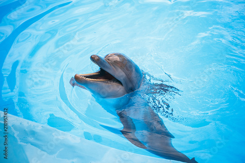 dolphin with smile