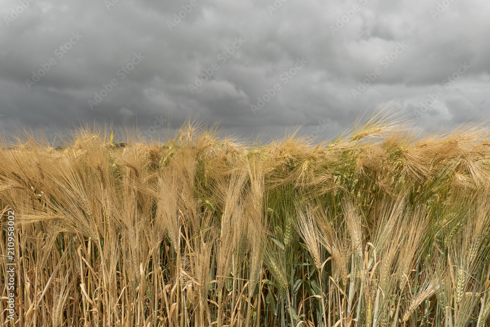 Naklejka premium Barley