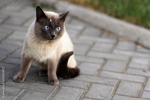 Siamese cat sitting on a tile in the yard © Omega