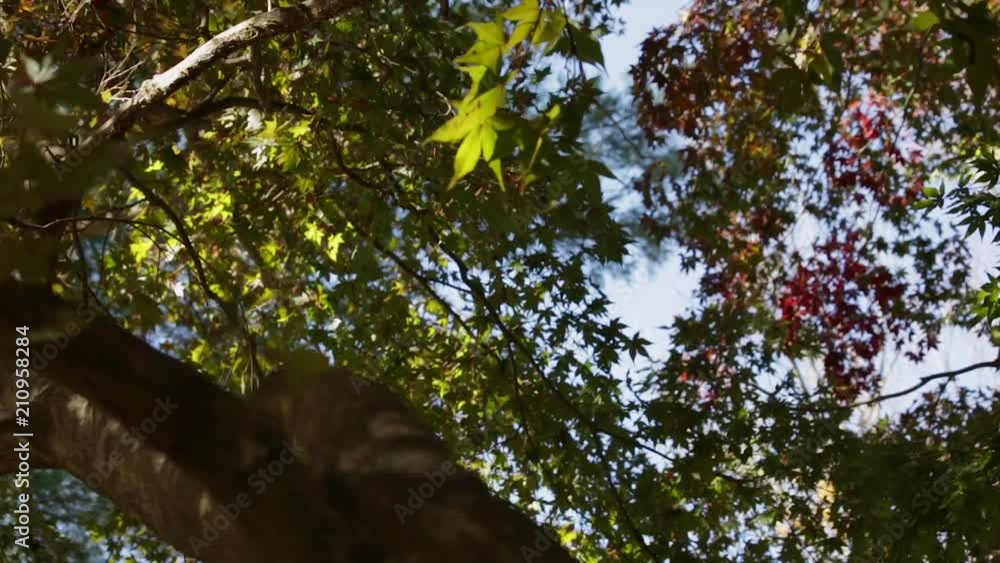 A thick Canopy of leaves begins to change color during Fall A thick Canopy of leaves begins to change color during Fall