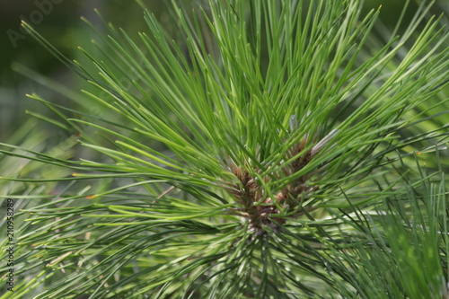 Close up Pine Tree Leaves in Fall Season