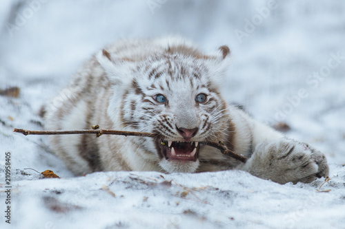 Cute bengal tiger cub playing wth the stick on the snow