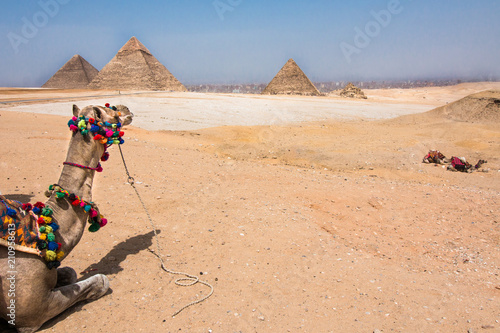 Camel in the desert at the Giza Plateau with the pyramids in the background and blue sky.