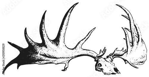 Deer #vector #isolated Hirsch