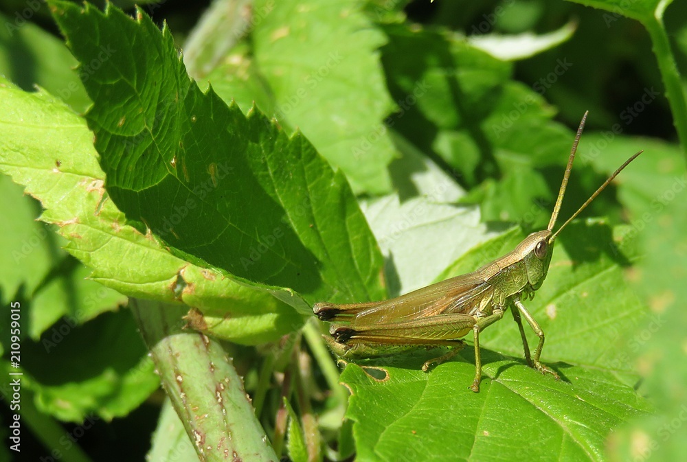 Grasshopper on leaves background in the garden, closeup Grasshopper on leaves background in the garden, closeup