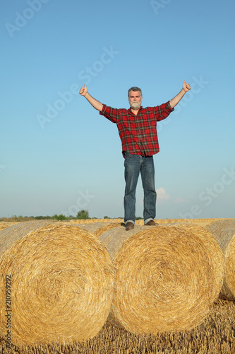 Farmer examining wheat field after harvest and gesturing with thumbs up