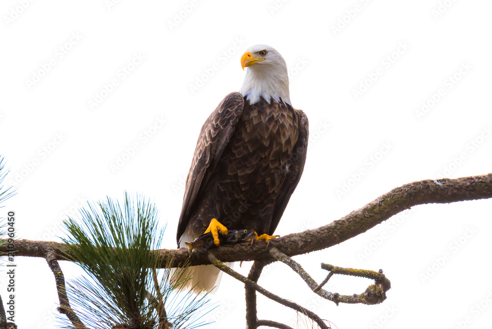 Obraz premium Bald Eagle