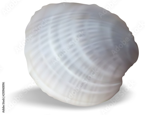 Light Clam on a White Background - Colored Illustration, Vector