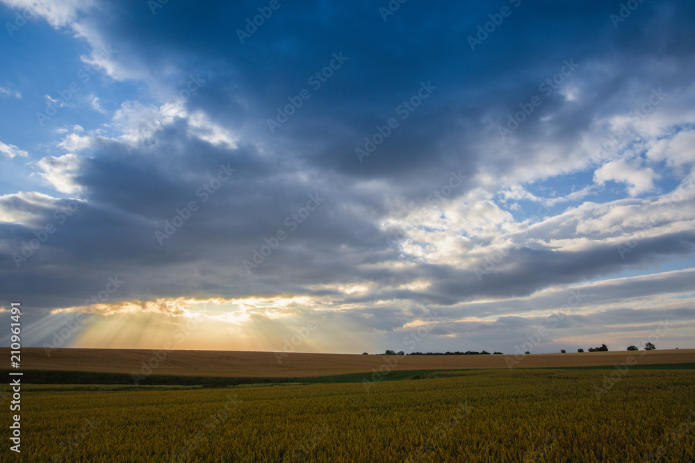 Fototapeta premium Morning landscape with wheat field