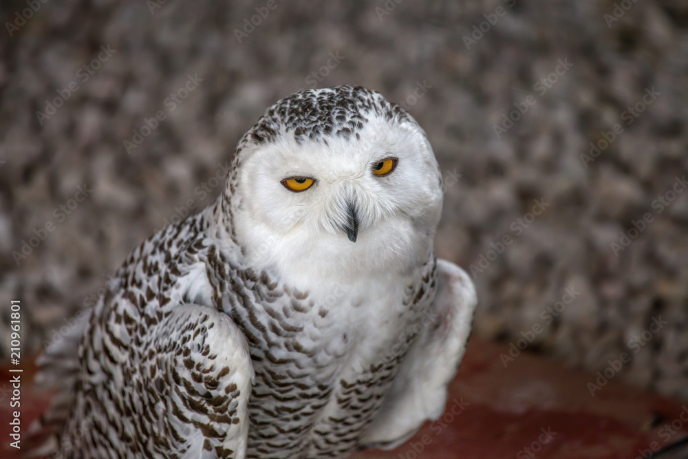 Fototapeta premium Snowy owl portrait.